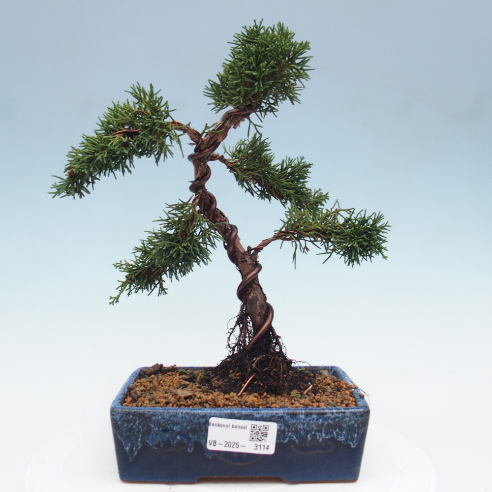 Bonsai im Freien - Juniperus chinensis Kishu - Chinesischer Wacholder