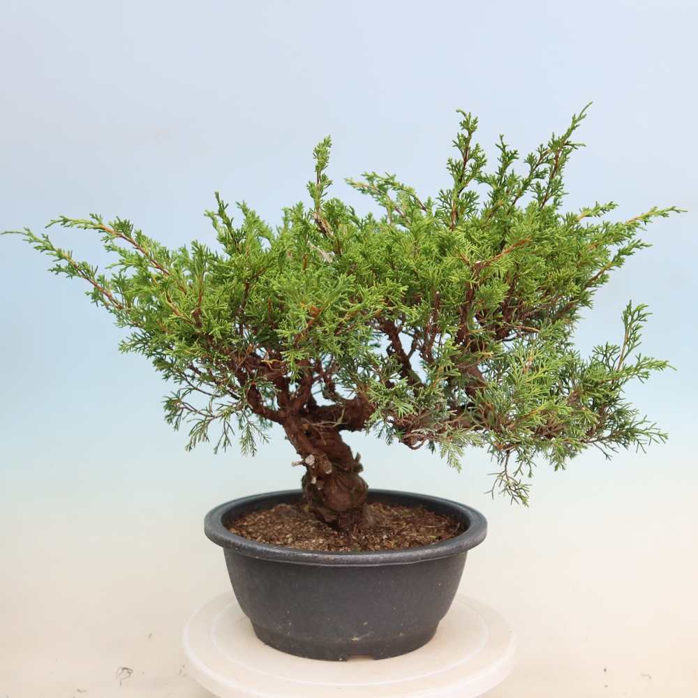 Bonsai für draußen - Juniperus chinensis Itoigawa-Juniperus chinensis
