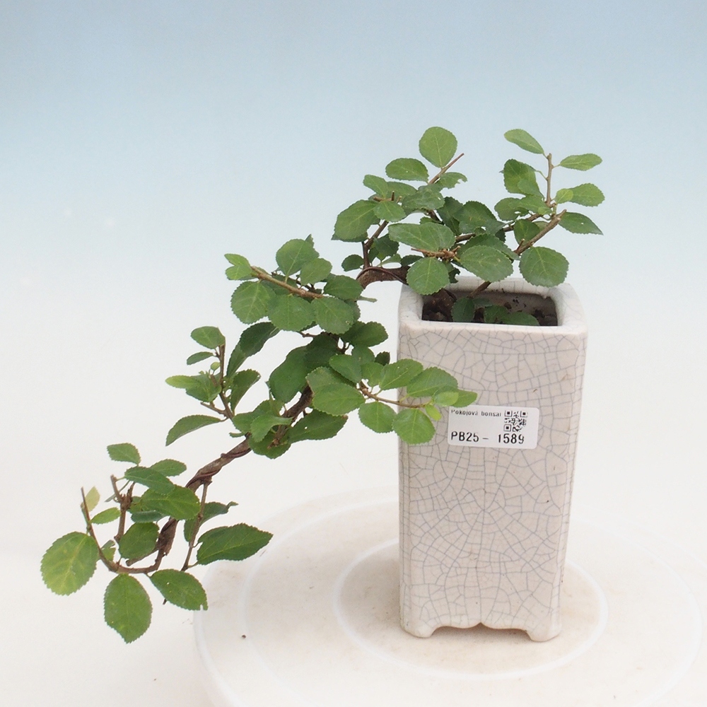 Zimmerbonsai - Grewia occidentalis - Lavendelstern