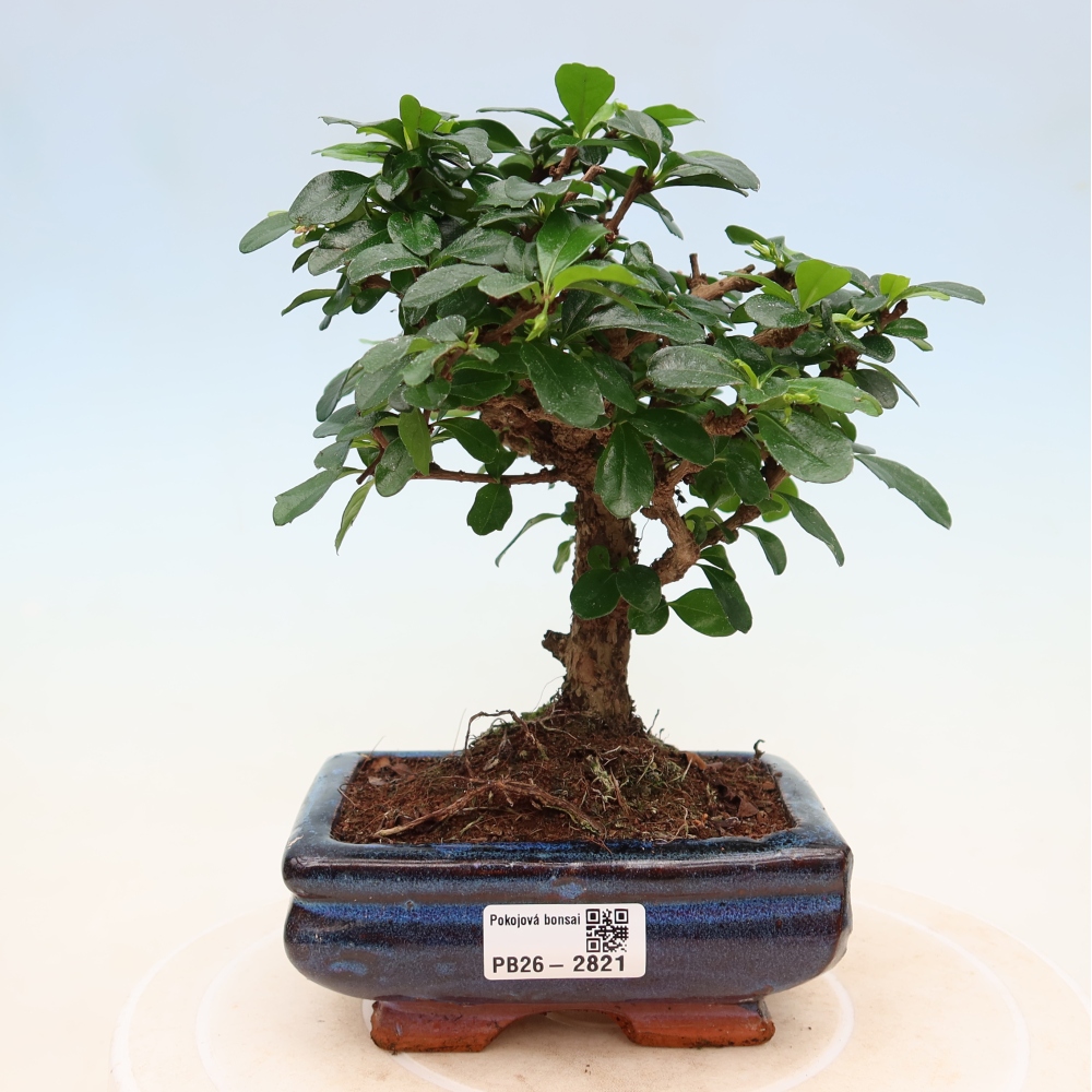 Zimmer-Bonsai - Carmona macrophylla - Tee-Fuki