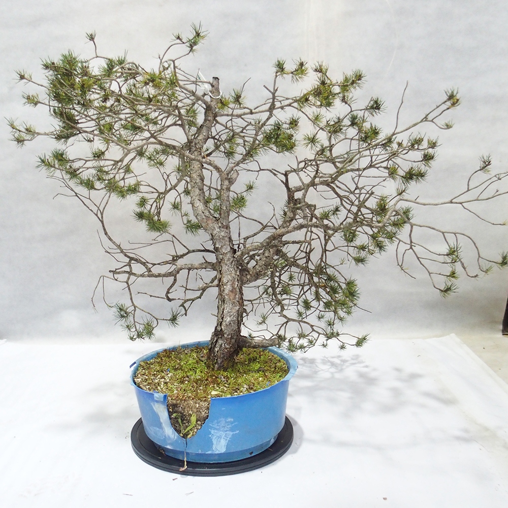 Yamadori - Pinus sylvestris 
