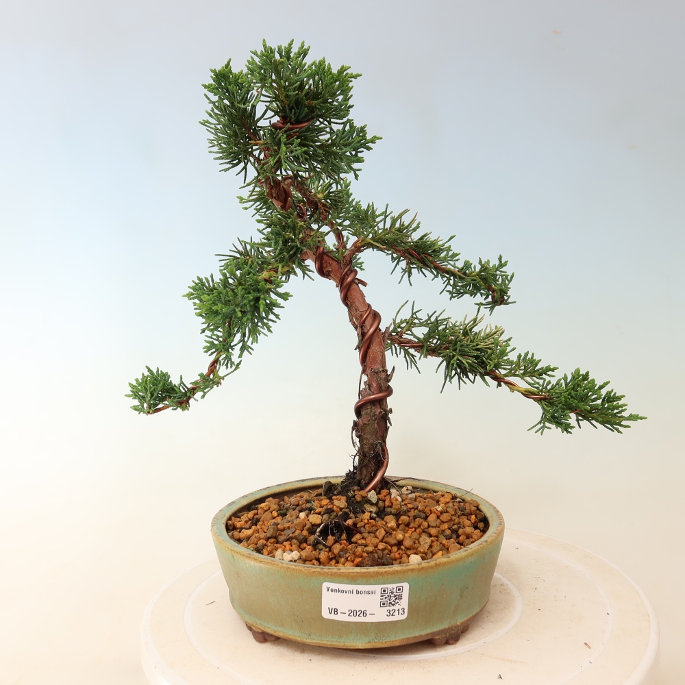Bonsai für draußen - Juniperus chinensis Kishu