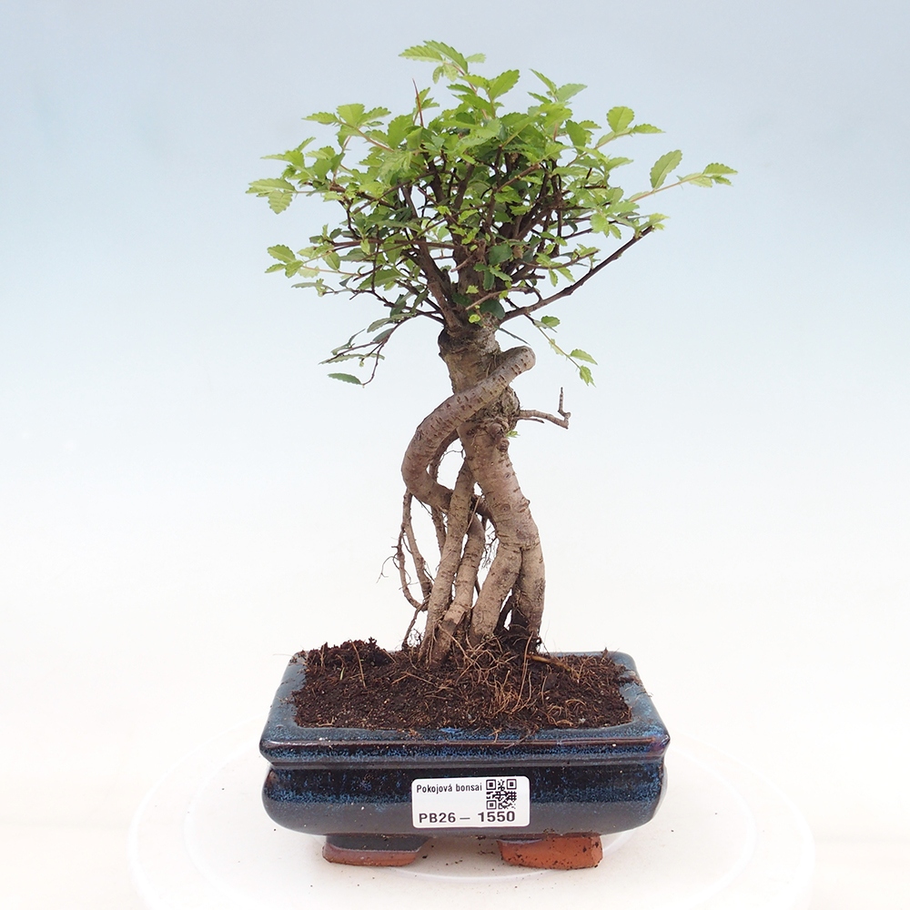 Zimmerbonsai - Ulmus parvifolia - Kleinblättrige Ulme