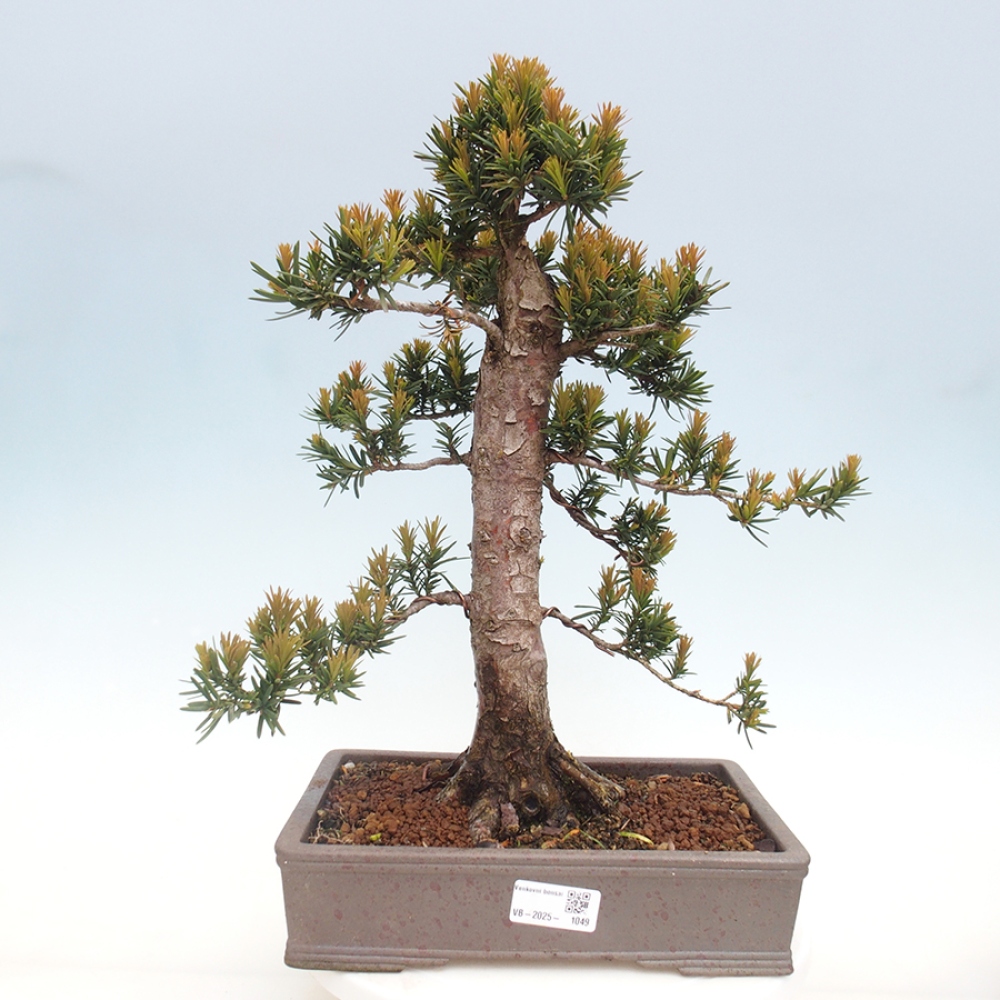 Bonsai im Freien - Taxus cuspidata - Japanische Eibe