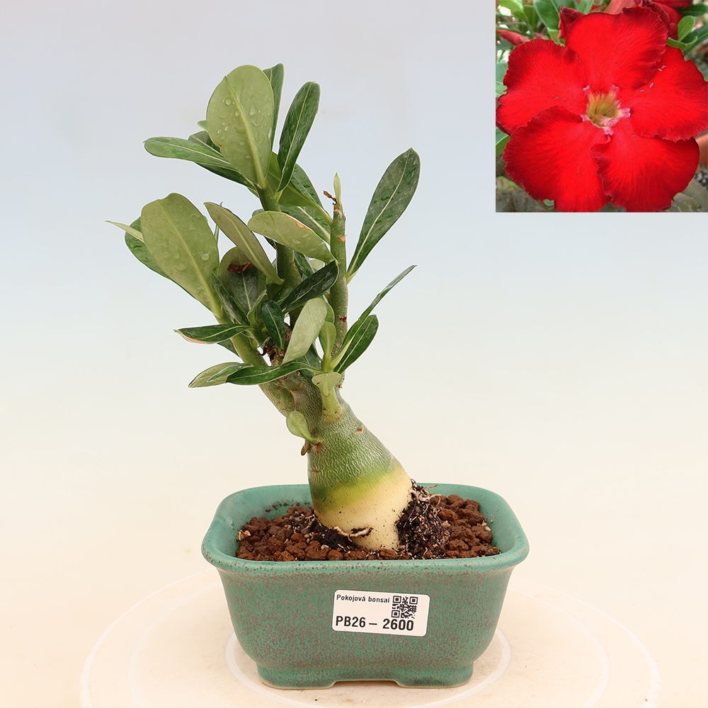 Zimmerbonsai – Adenium obesum „Red Star“ – Wüstenrose