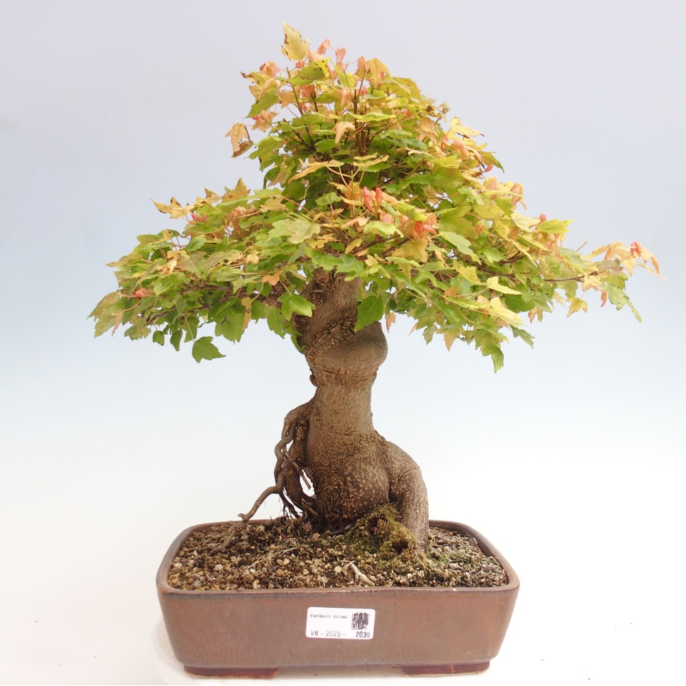 Bonsai im Freien - Ahorn Buergerianum - Burger Maple