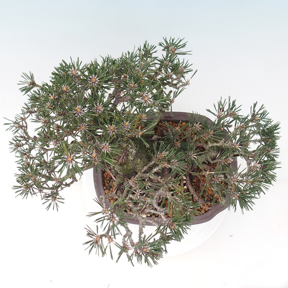 Bonsai für draußen - Pinus thunbergii Kotobuki - Thunberg-Kiefer
