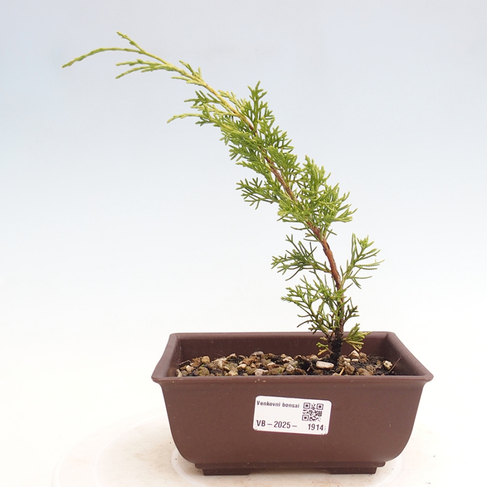 Outdoor bonsai - Juniperus chinensis Itoigawa - Chinese juniper