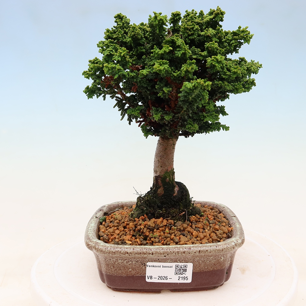 Bonsai für draußen - Cham. obtusa SEKKA HINOKI - Zypresse