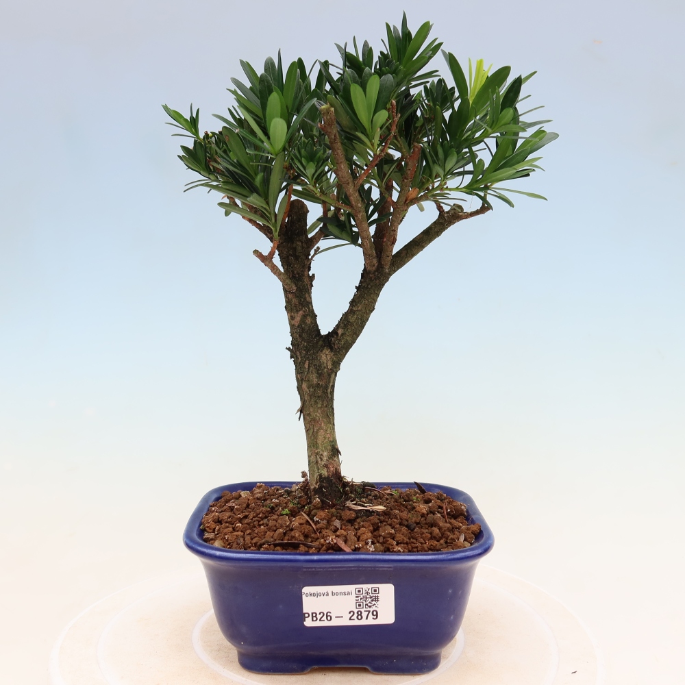 Zimmerbonsai - Podocarpus - Stein-Eibe