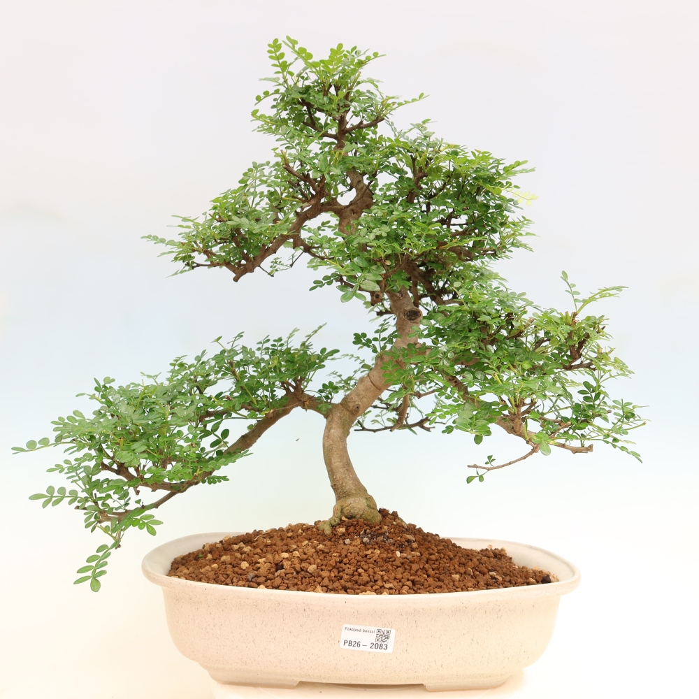 Zimmer Bonsai - Zantoxylum piperitum - Pfefferbaum