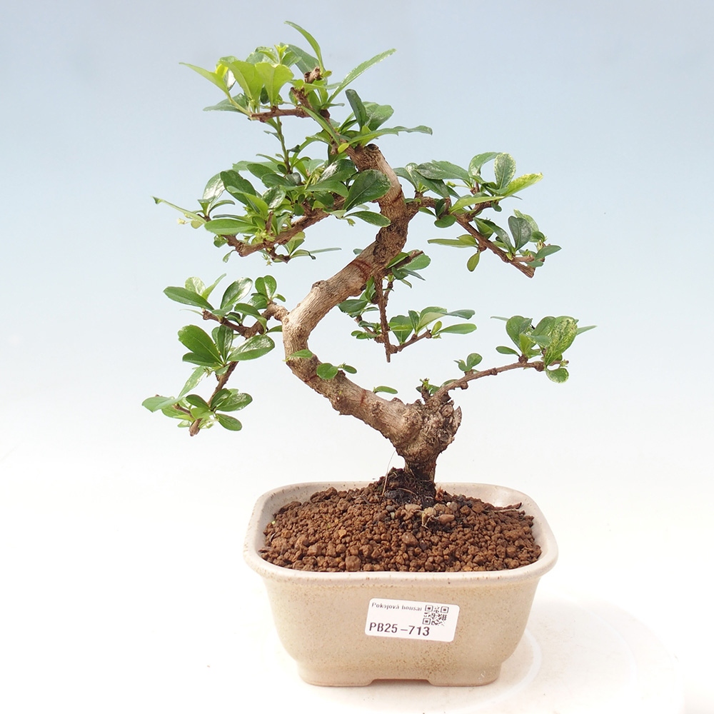 Indoor bonsai - Carmona macrophylla - Fuki tea