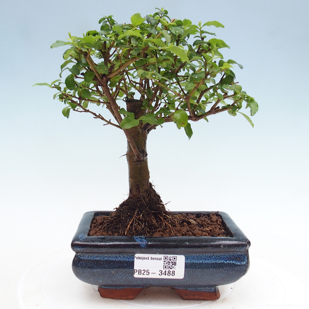 Zimmer Bonsai -Ligustrum chinensis - Vogelschnabel
