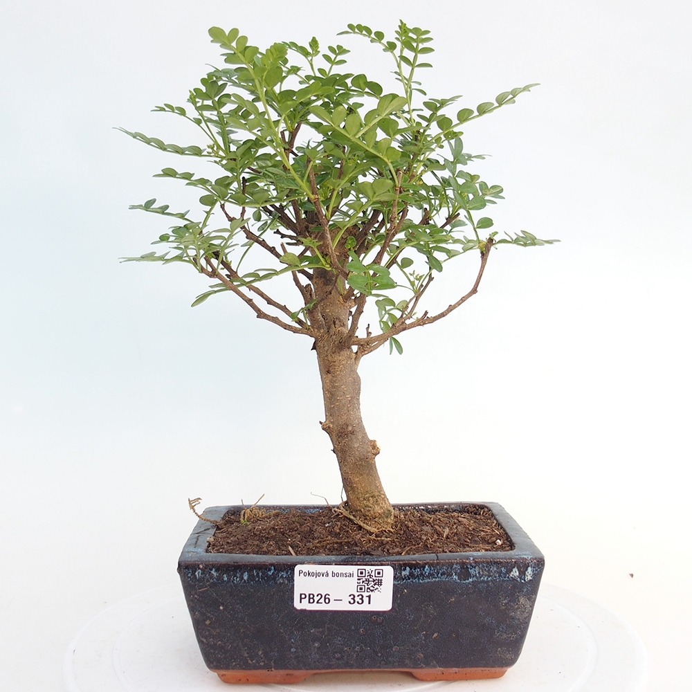 Zimmer Bonsai - Zantoxylum piperitum - Pfefferbaum