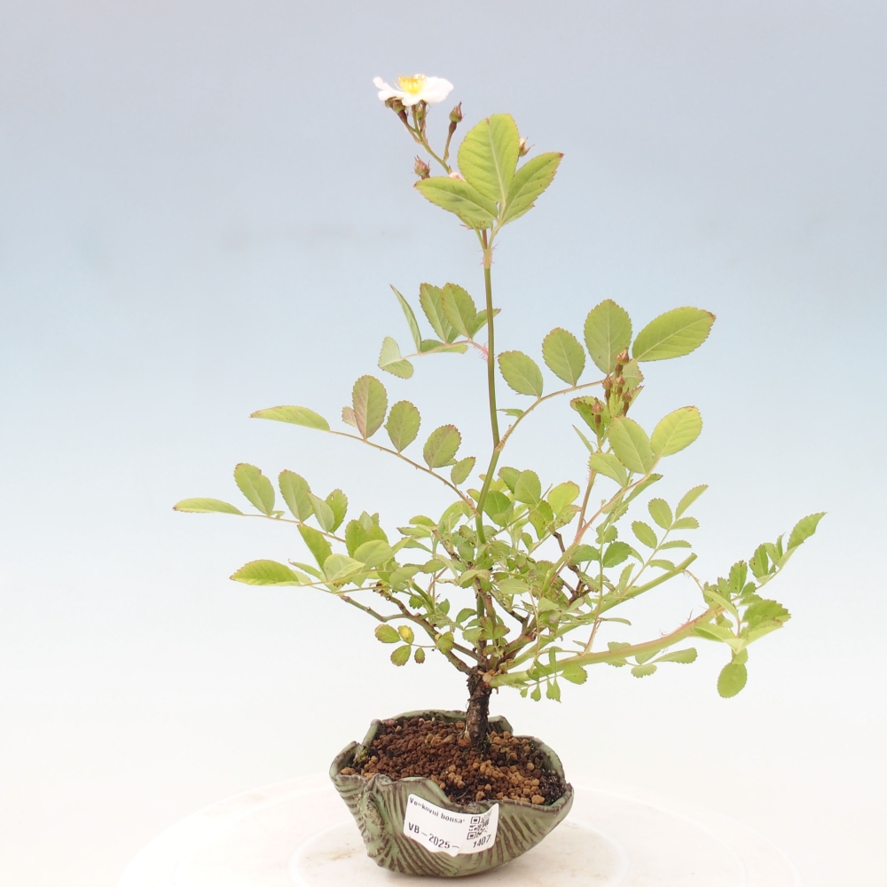 Freilandbonsai - Rosa sp. - kleinblumige Rose