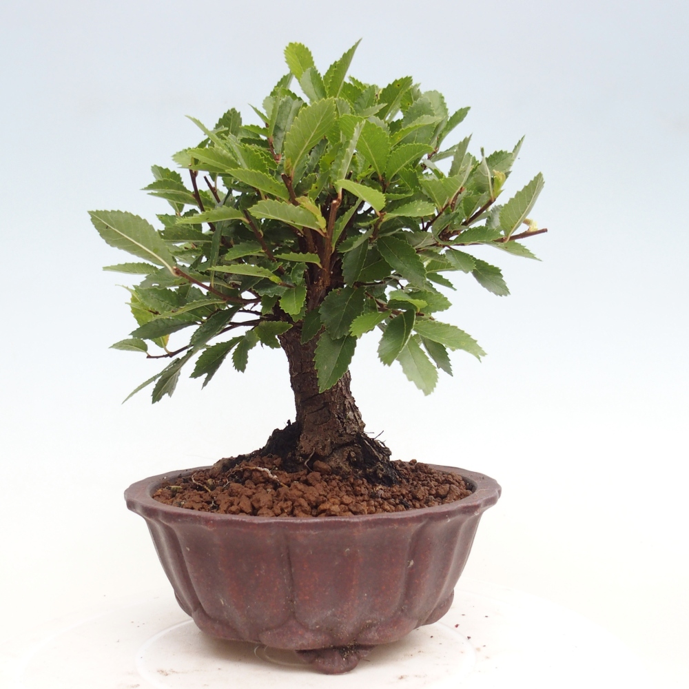 Bonsai im Freien - Zelkova - Zelkova NIRE