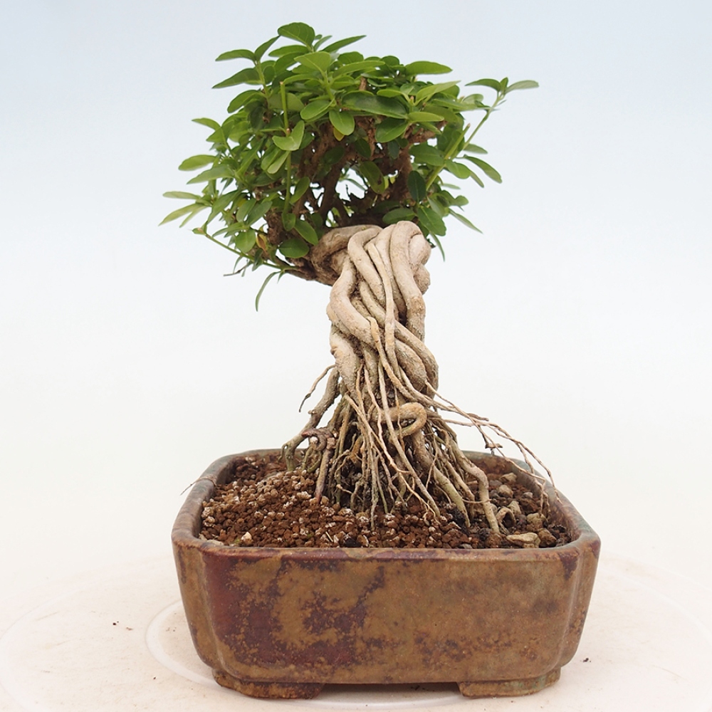Zimmerbonsai - Premna serratifolia - Kozlovon kleinblättrig