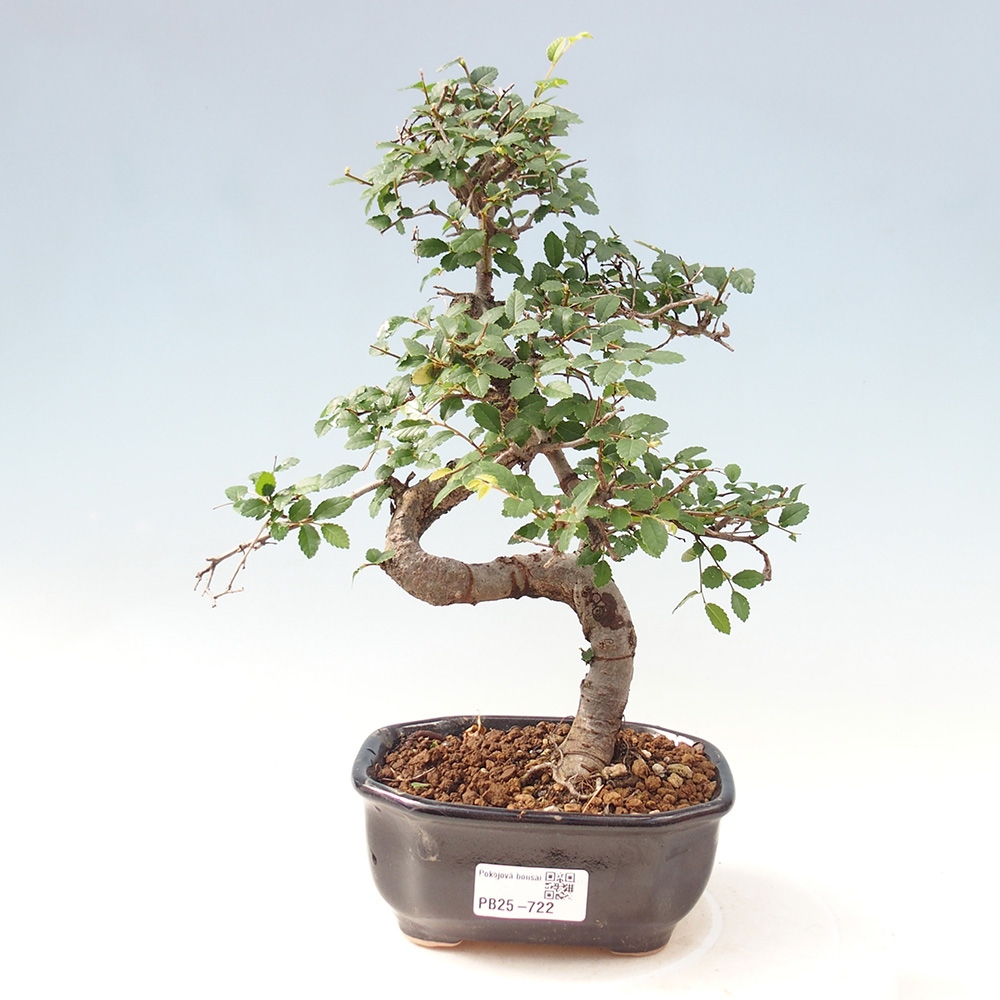 Zimmer Malolistý Ulme Bonsai