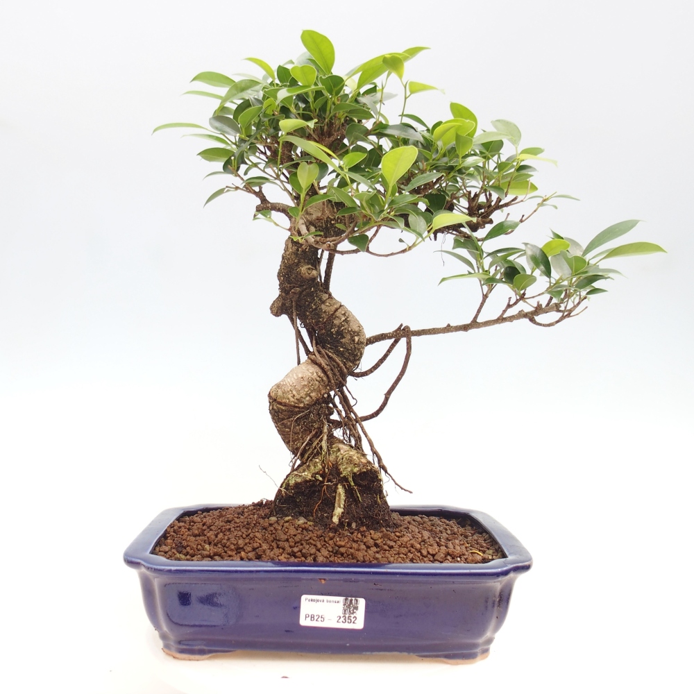 Zimmerbonsai - Ficus kimmen - kleinblättriger Ficus