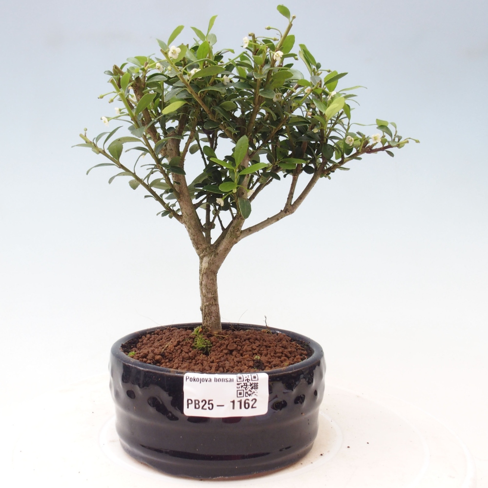 Zimmerbonsai - Ilex crenata - Holly