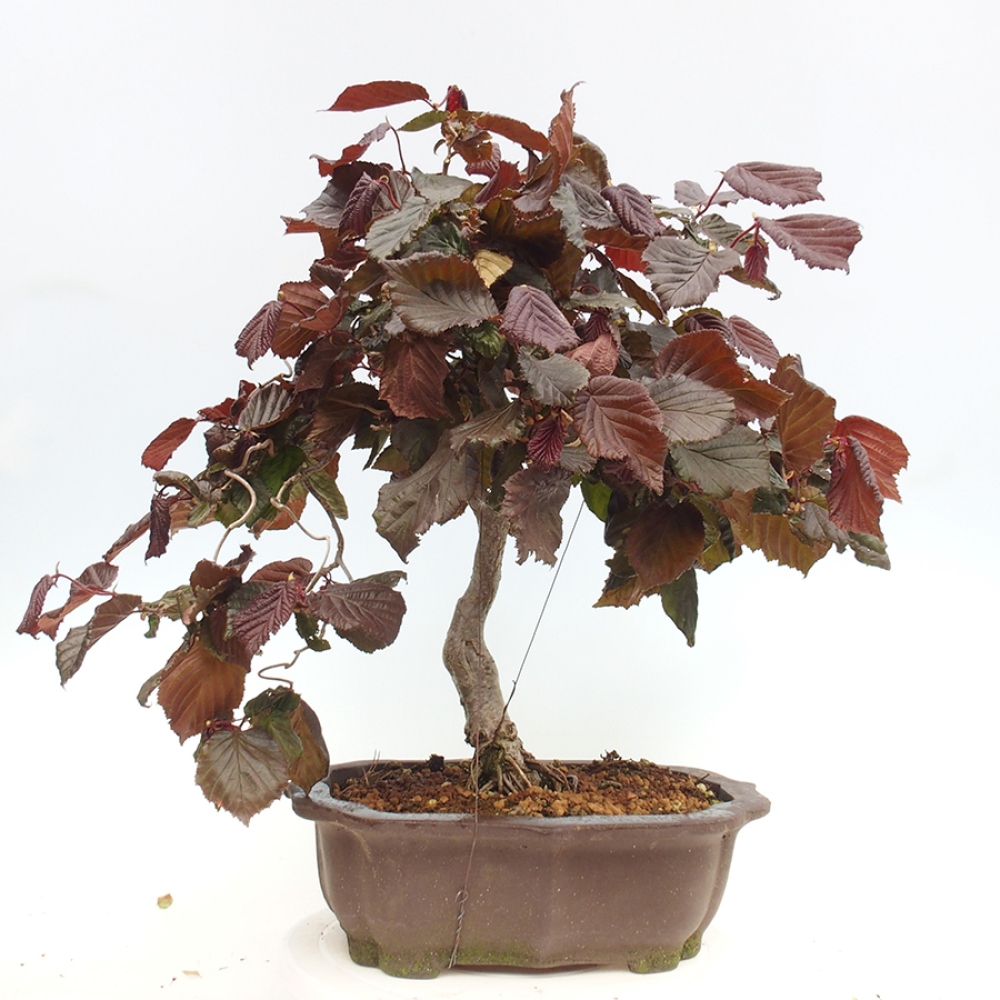 Bonsai im Freien - Corylus Avellana Red Majestic - Haselnuss