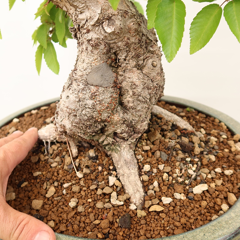Bonsai im Freien - Carpinus Coreana - Koreanische Hainbuche