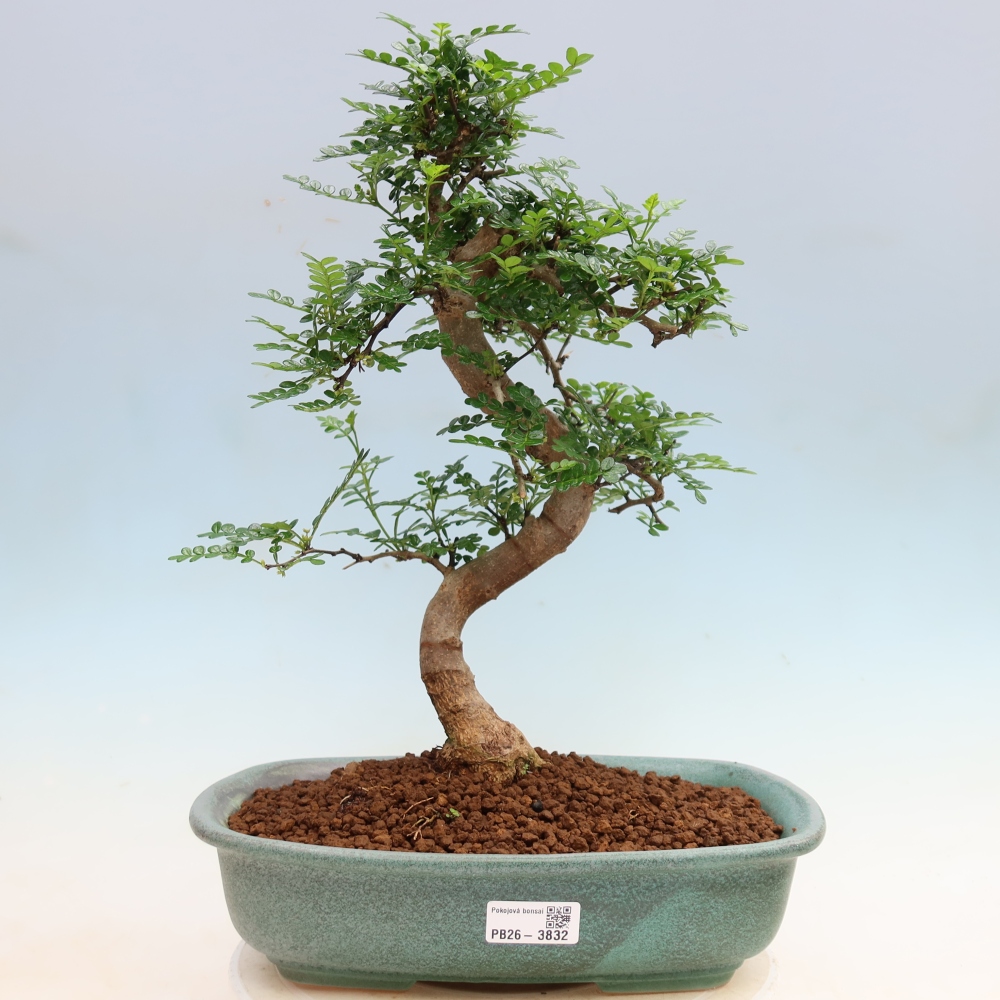Zimmer Bonsai - Zantoxylum piperitum - Pfefferbaum