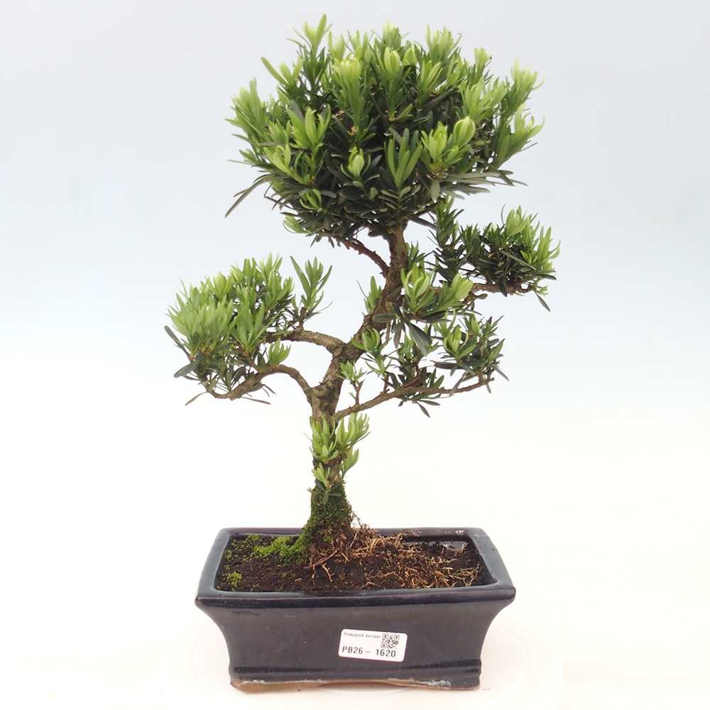 Zimmerbonsai - Podocarpus - Stein-Eibe