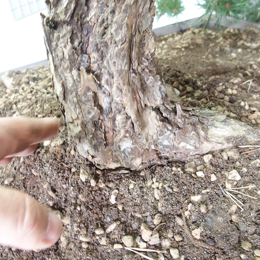 Yamadori - Pinus sylvestris 