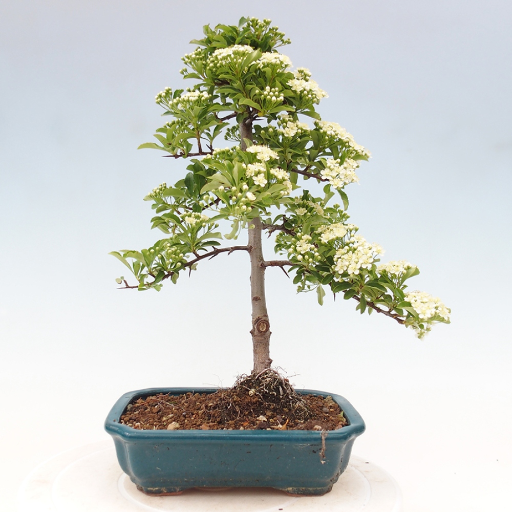 Outdoor Bonsai-Pyracanta Teton -Bäckerei