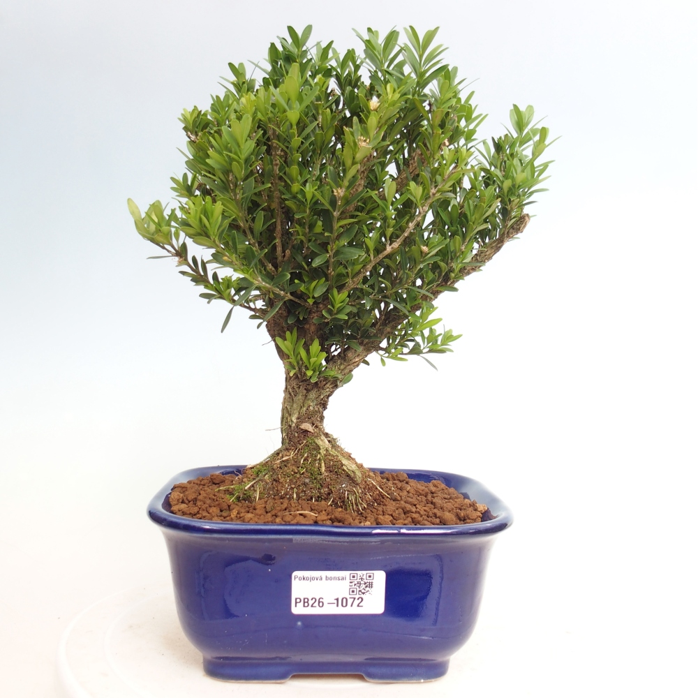 Zimmer Bonsai - Buxus harlandii - Korkbuxus