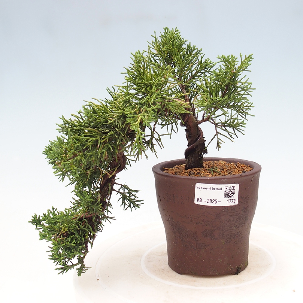 Bonsai im Freien - Juniperus chinensis Kishu - Chinesischer Wacholder
