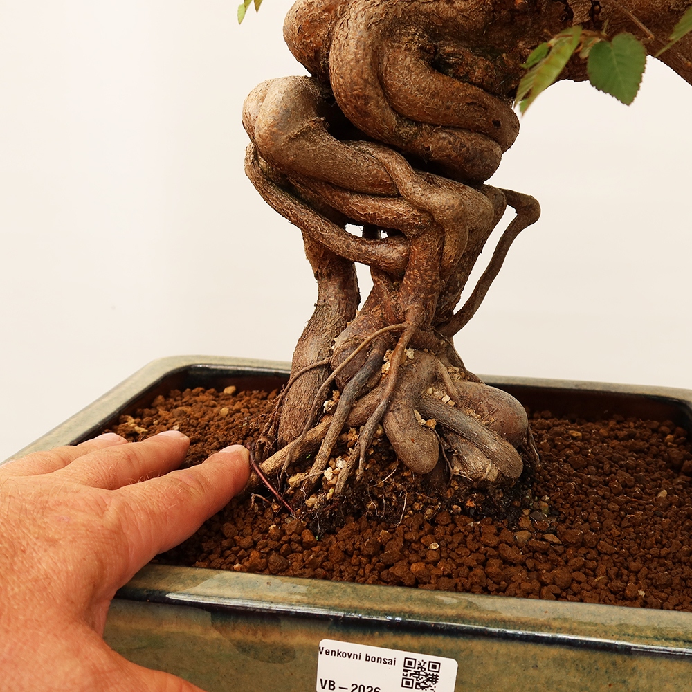 Bonsai im Freien - Carpinus Coreana - Koreanische Hainbuche