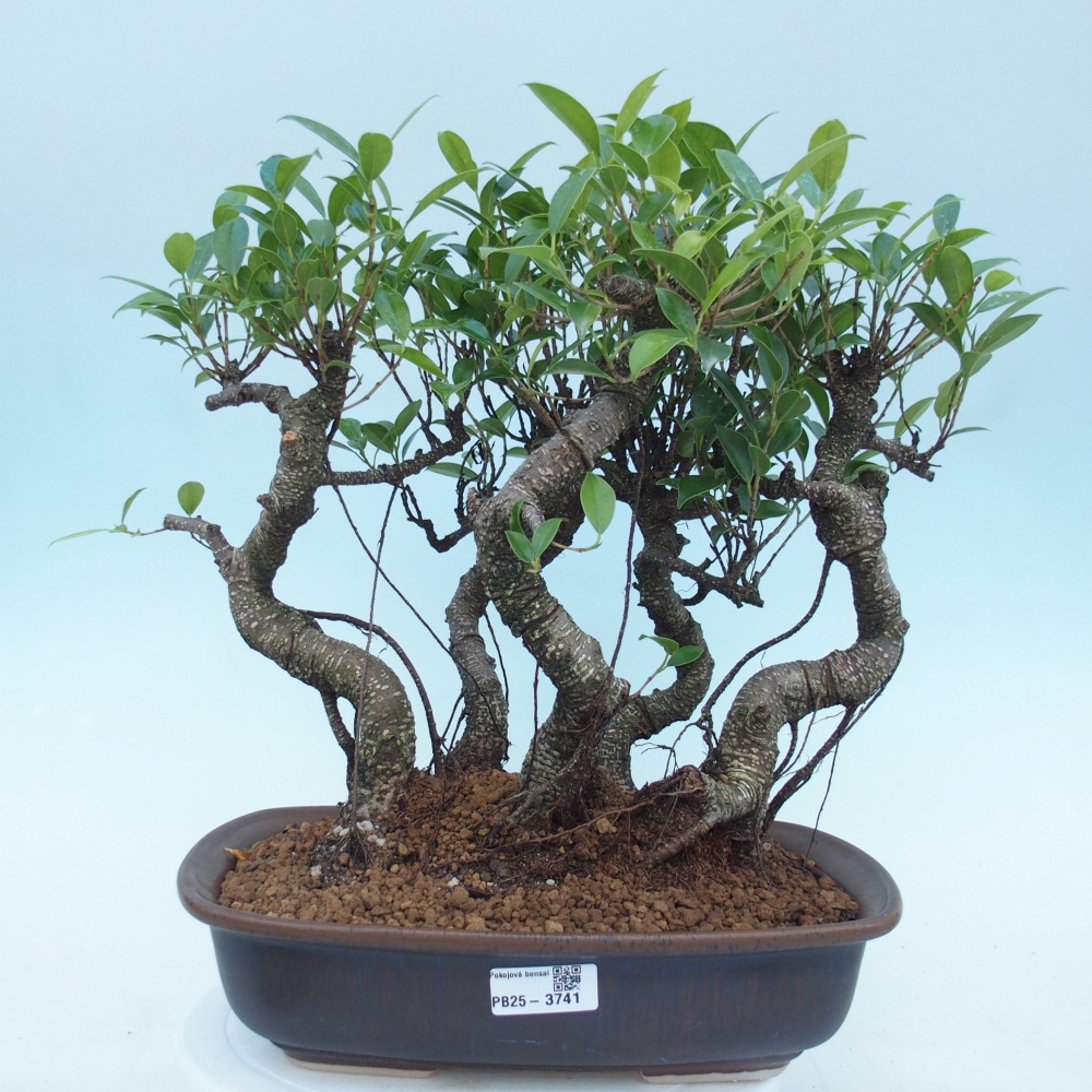 Zimmerbonsai - Ficus kimmen - Kleinblättriger Ficus