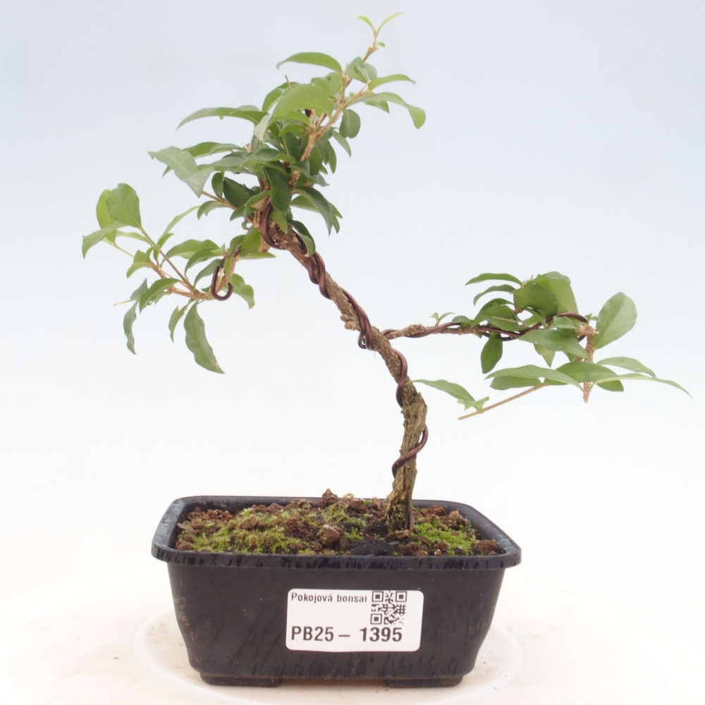 Zimmerbonsai - Malpighia coccigera - Barbdor-Kirsche