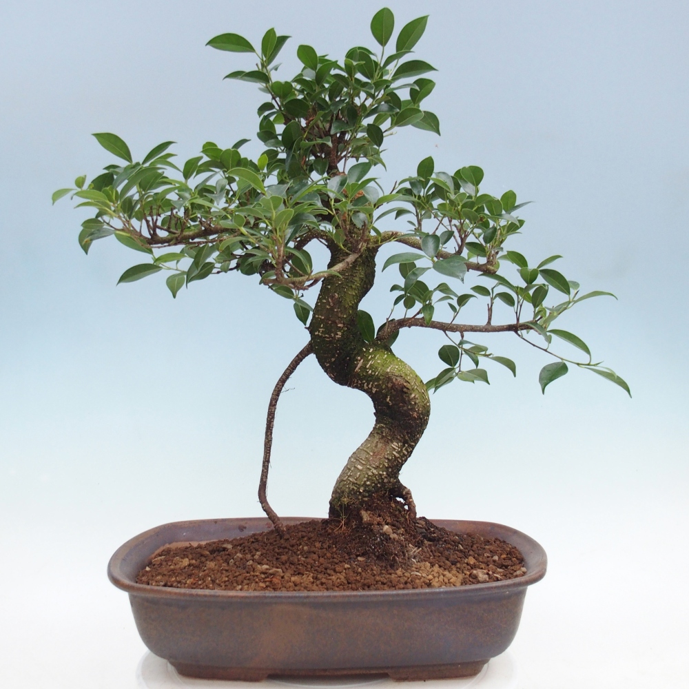 Zimmerbonsai - Ficus retusa - Kleinblättriger Ficus