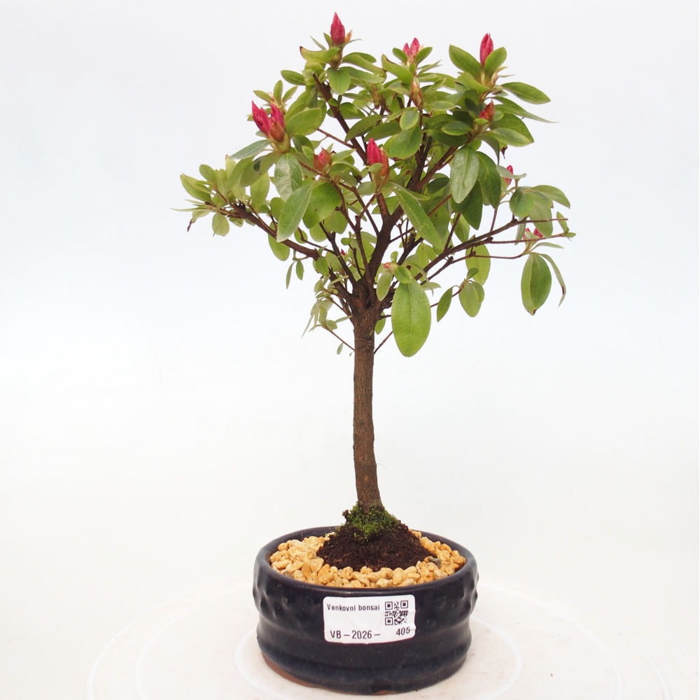 Bonsai für draußen - Japanische Azalee - Azalea sp.