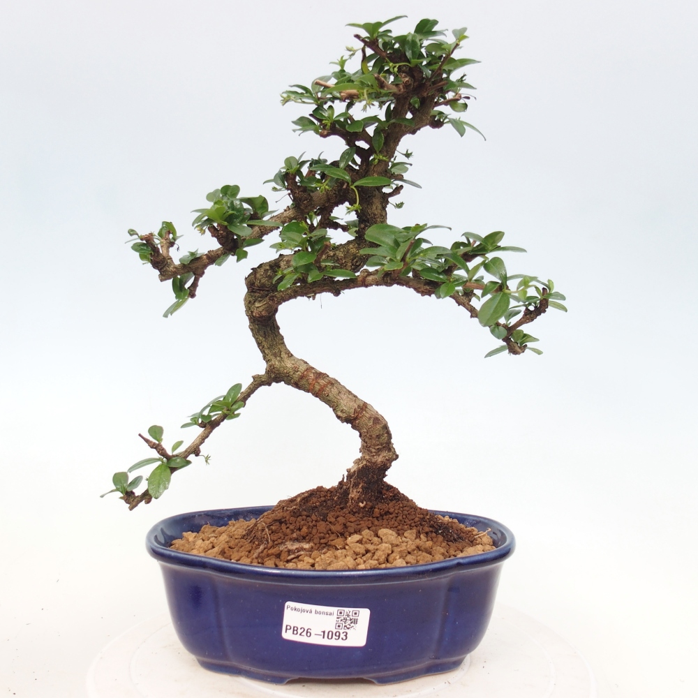 Zimmer-Bonsai - Carmona macrophylla - Tee-Fuki