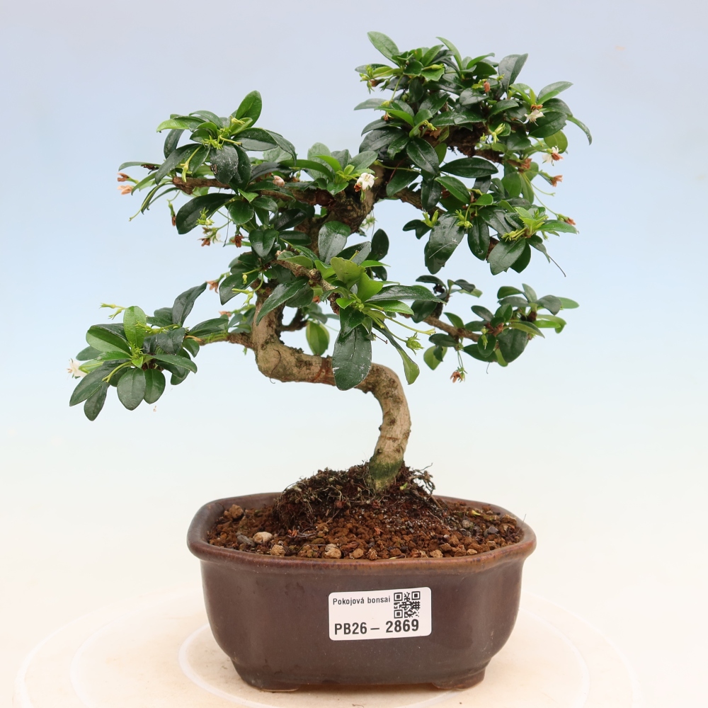 Zimmer-Bonsai - Carmona macrophylla - Tee-Fuki