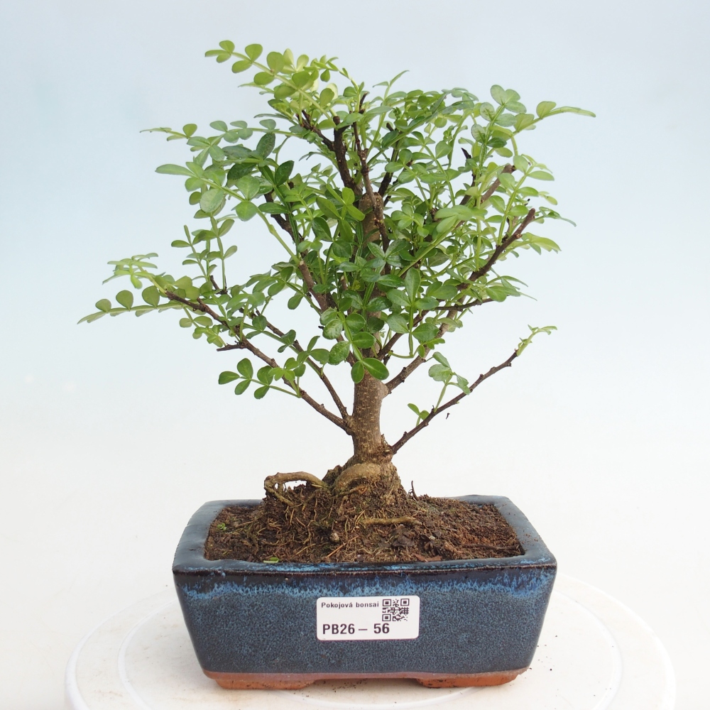 Indoor-Bonsai - Zantoxylum piperitum - Pfefferminze