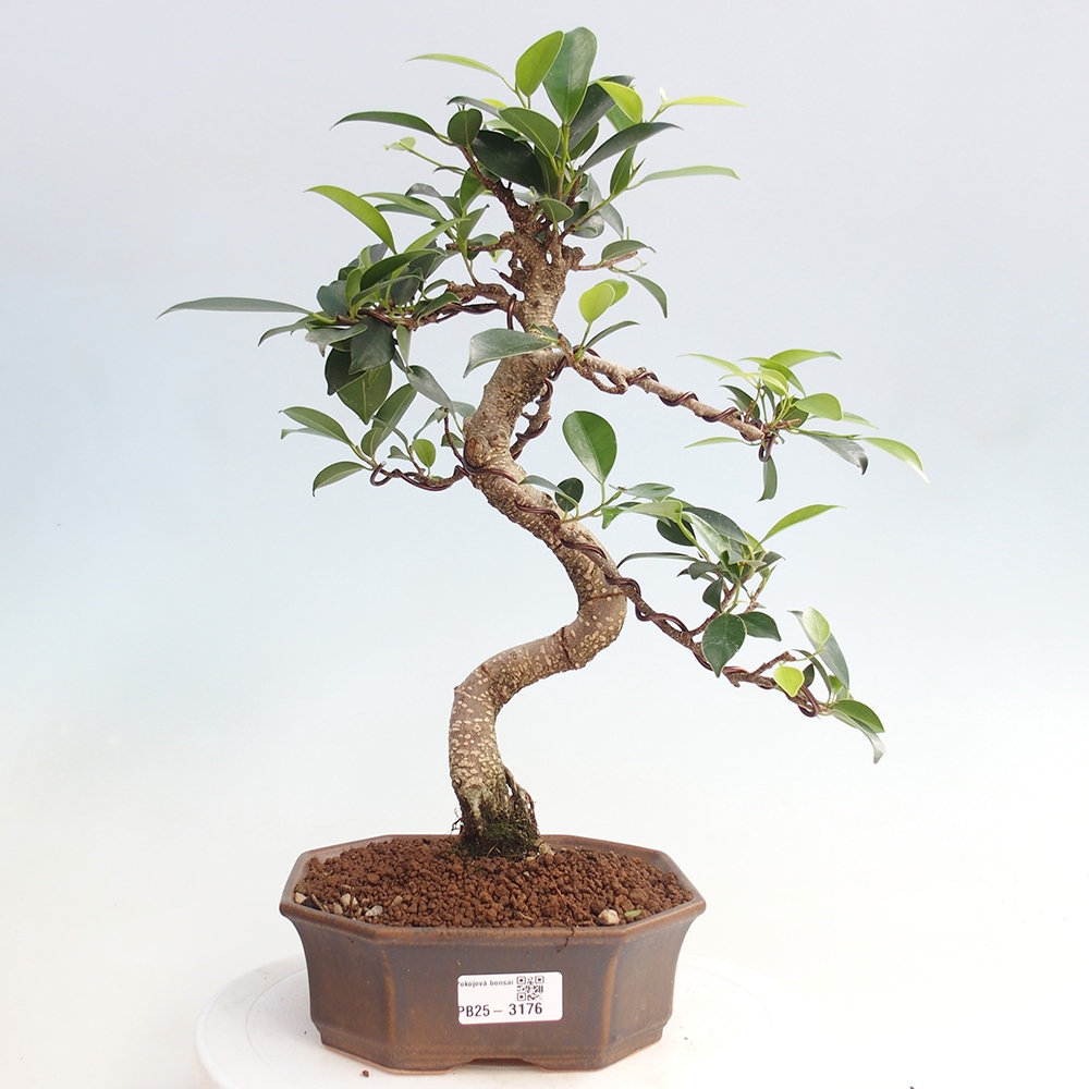 Indoor-Bonsai - Ficus retusa - kleiner Ficus