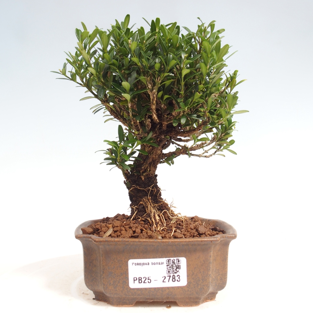 Zimmer Bonsai - Buxus harlandii - Kork Buchsbaum