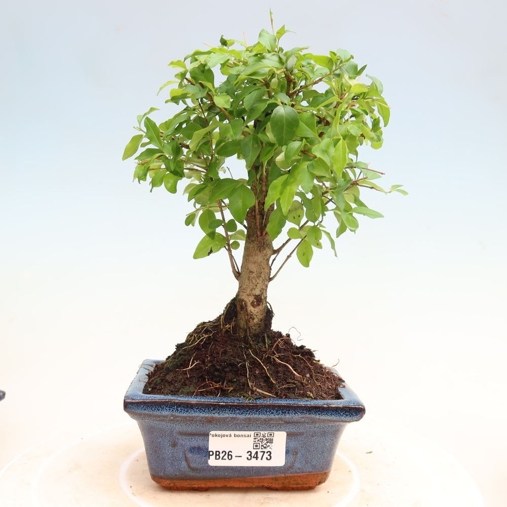 Zimmer Bonsai -Ligustrum chinensis - Vogelschnabel