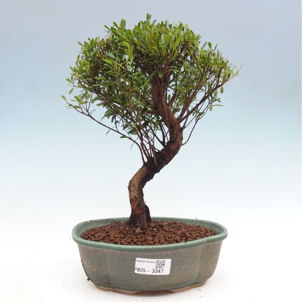 Zimmer Bonsai - Syzygium - Piment