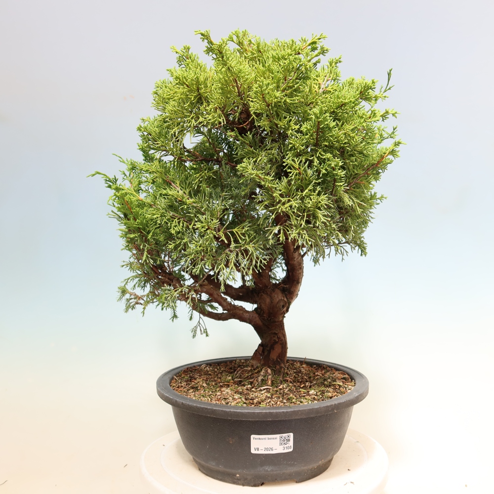 Bonsai für draußen - Juniperus chinensis Itoigawa-Juniperus chinensis