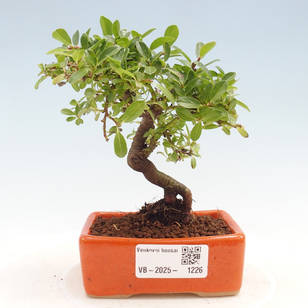 Bonsai im Freien - Salix - Wierzba