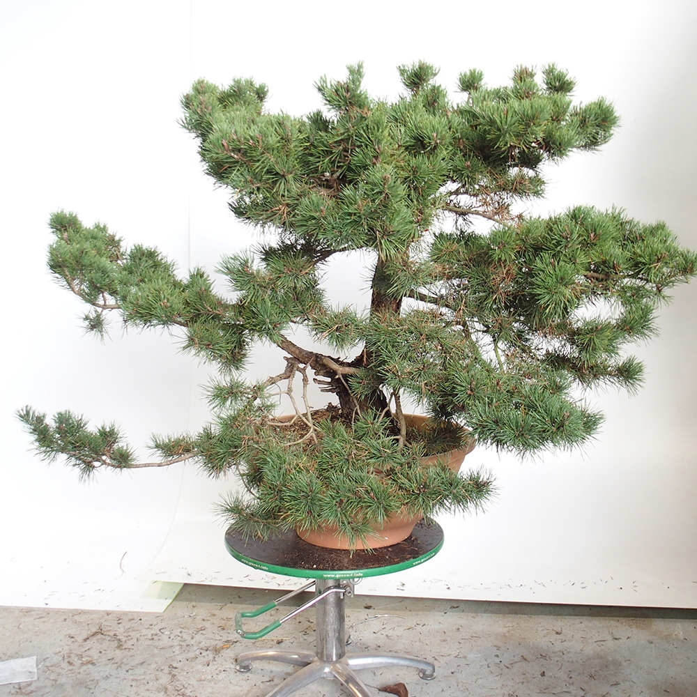 Yamadori - Pinus sylvestris Spanien