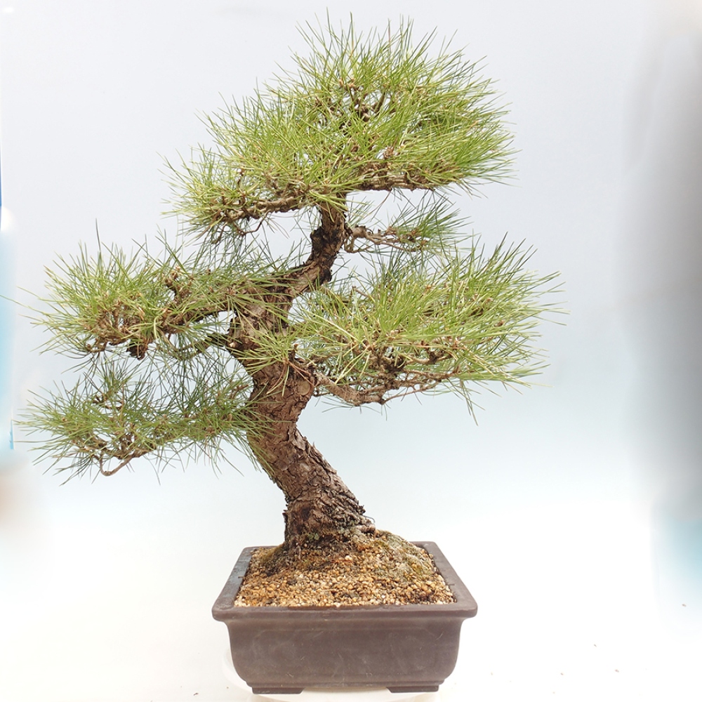 Bonsai für draußen - Pinus thunbergii - Thunberg-Kiefer