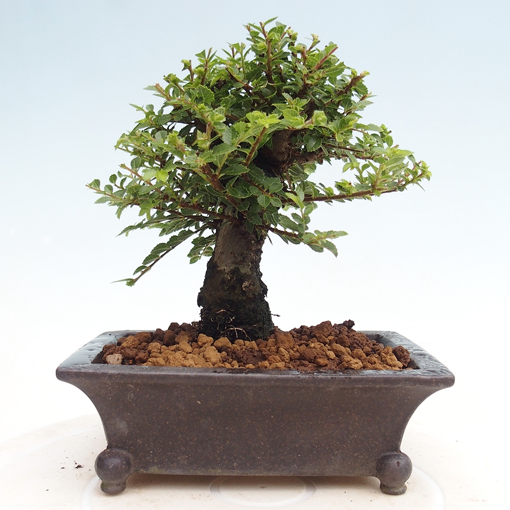 Bonsai im Freien - Ulmus parvifolia Hokkaido - Chinesische Ulme