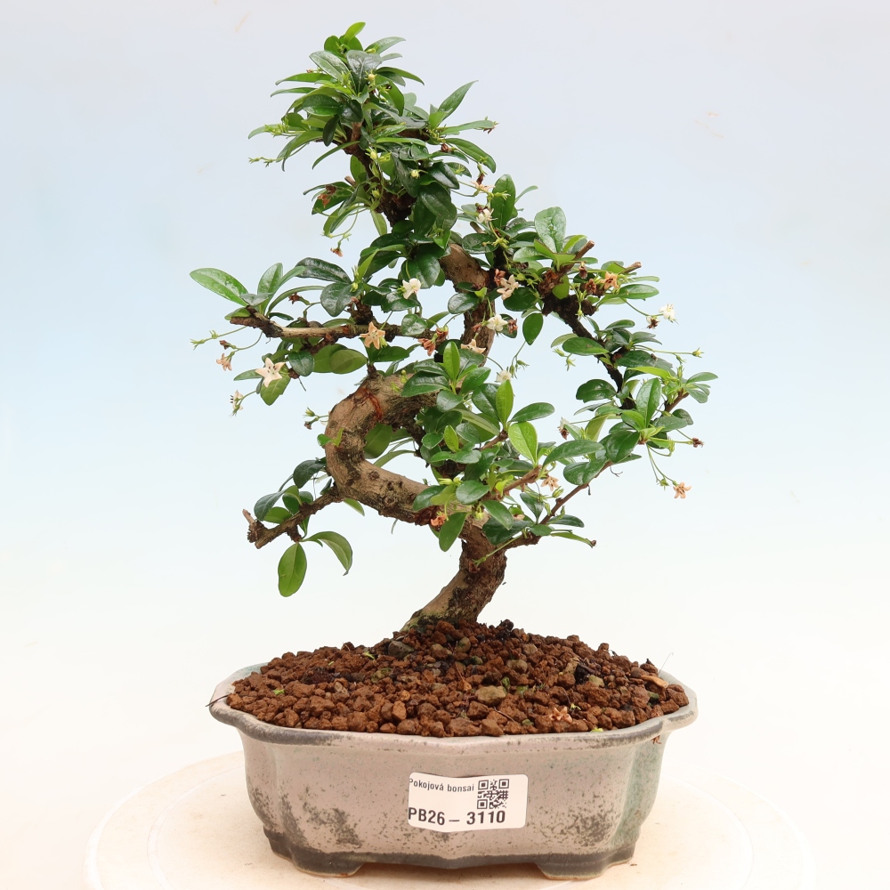 Zimmer-Bonsai - Carmona macrophylla - Tee-Fuki